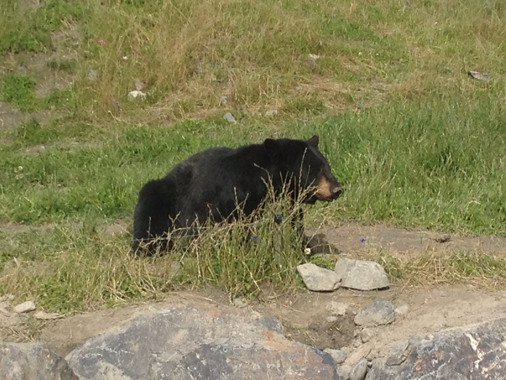 Black Bear