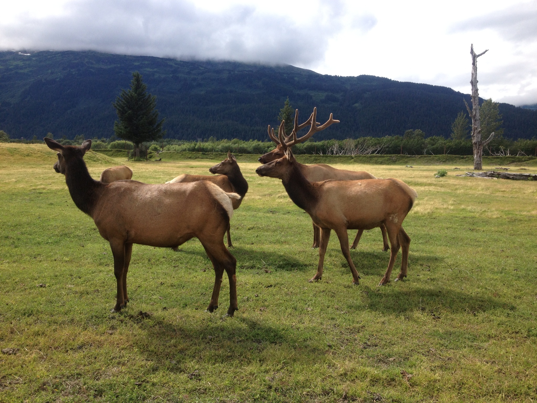 Caribou