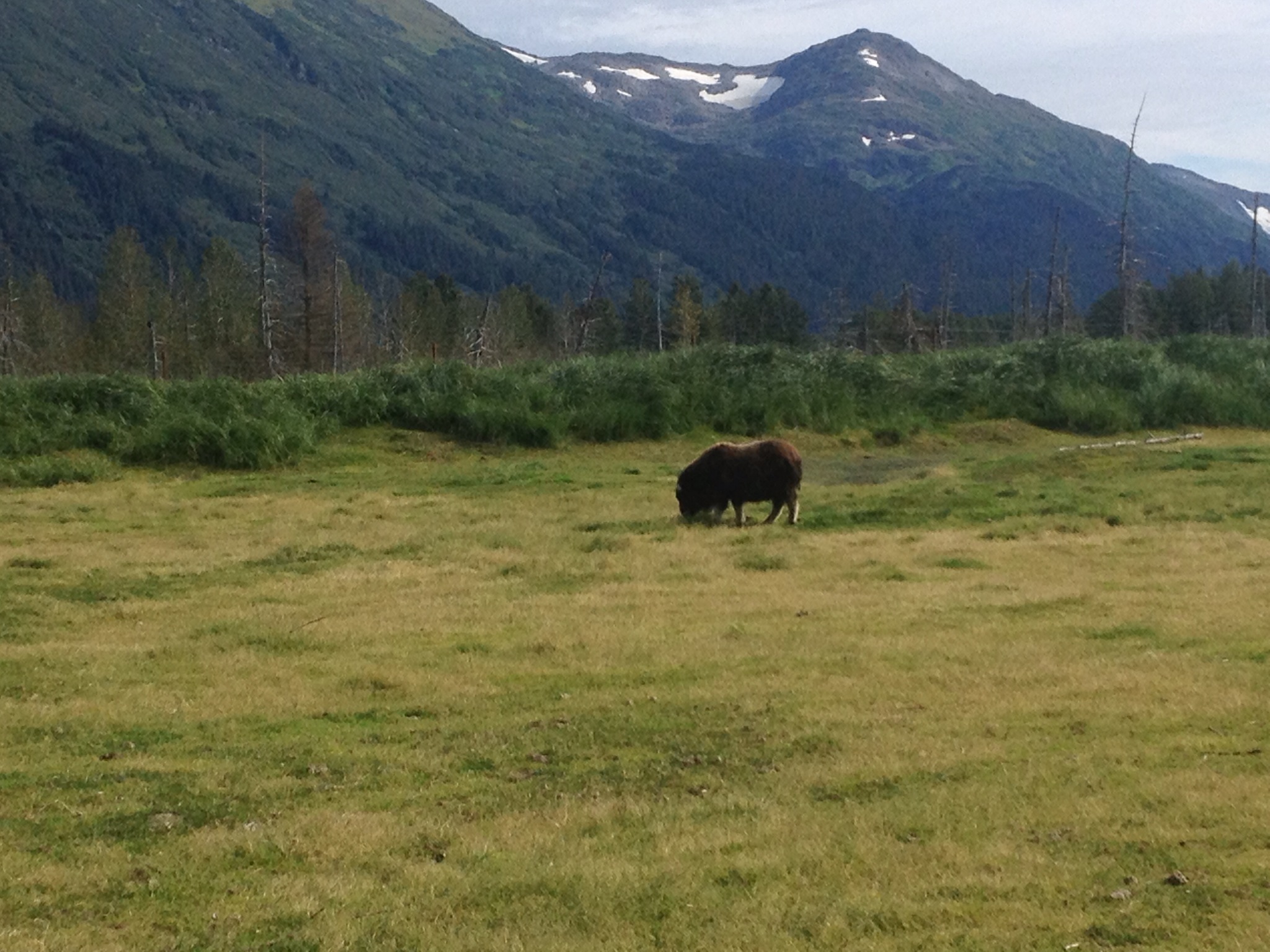 musk oxen